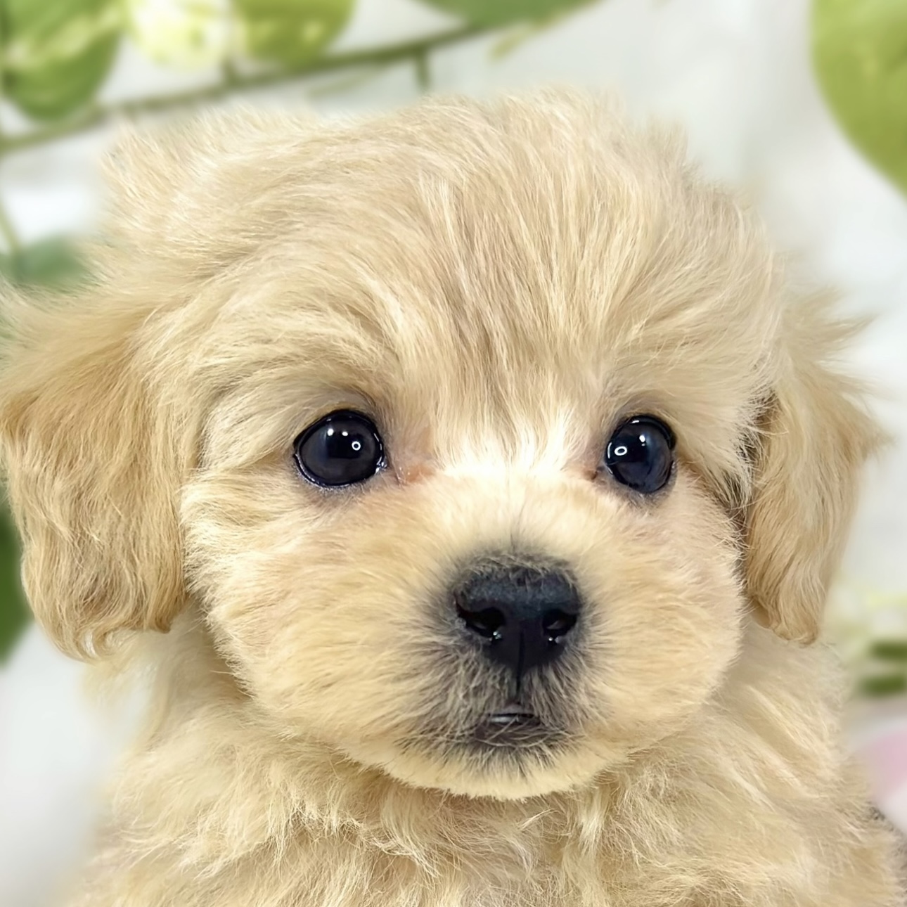 ハーフ犬男の子の写真