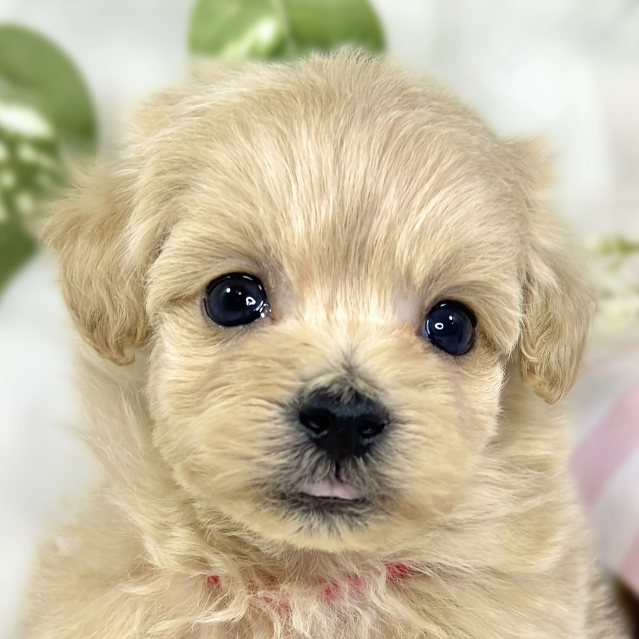 ハーフ犬男の子の写真