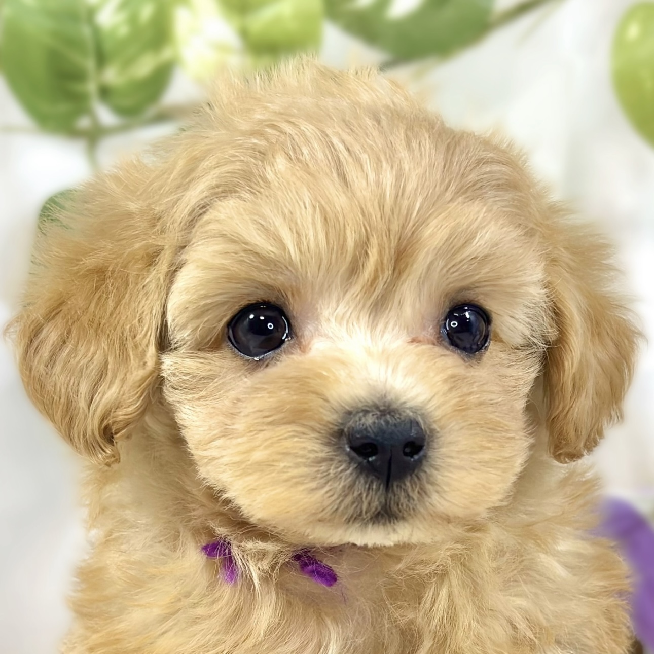 ハーフ犬女の子の写真