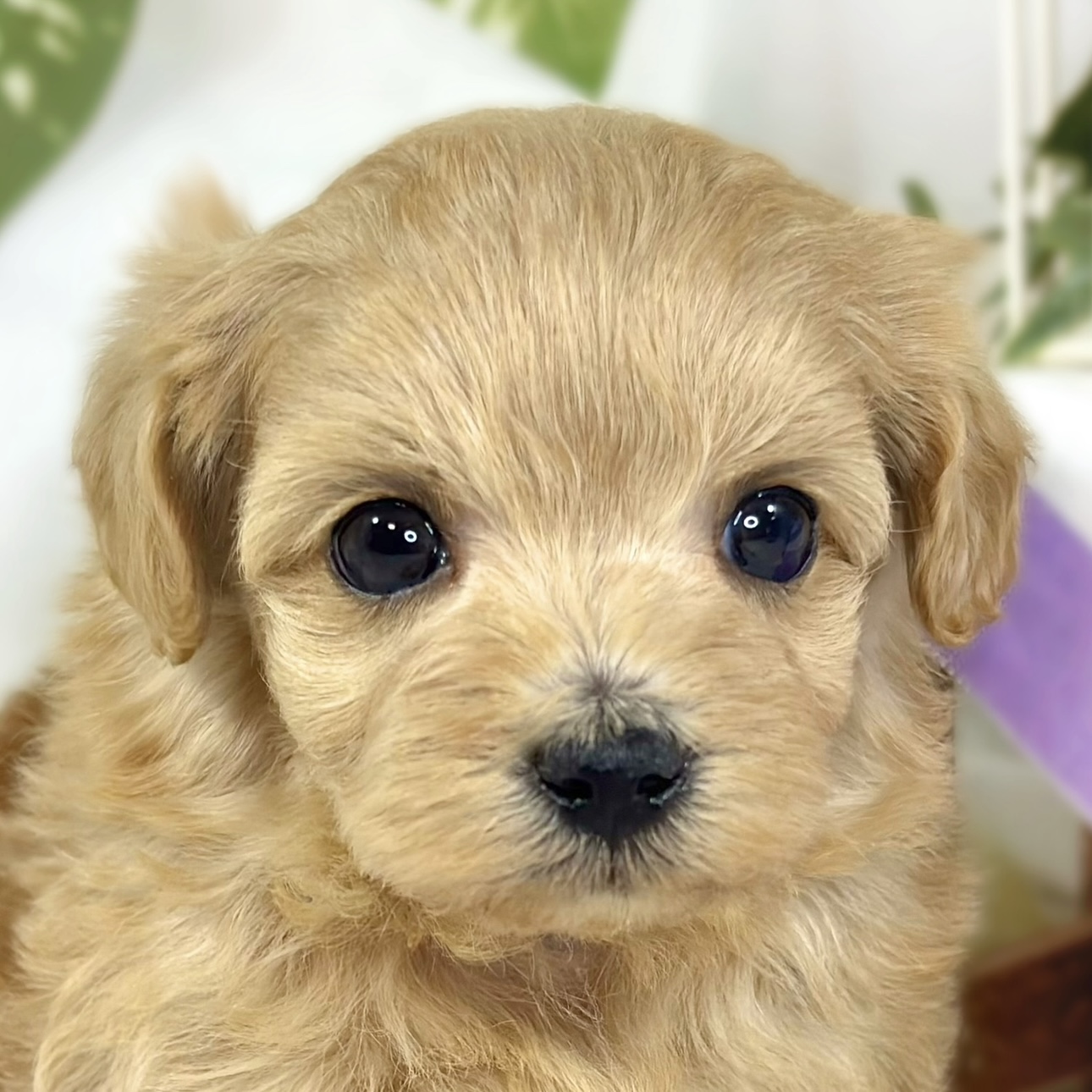 ハーフ犬女の子の写真