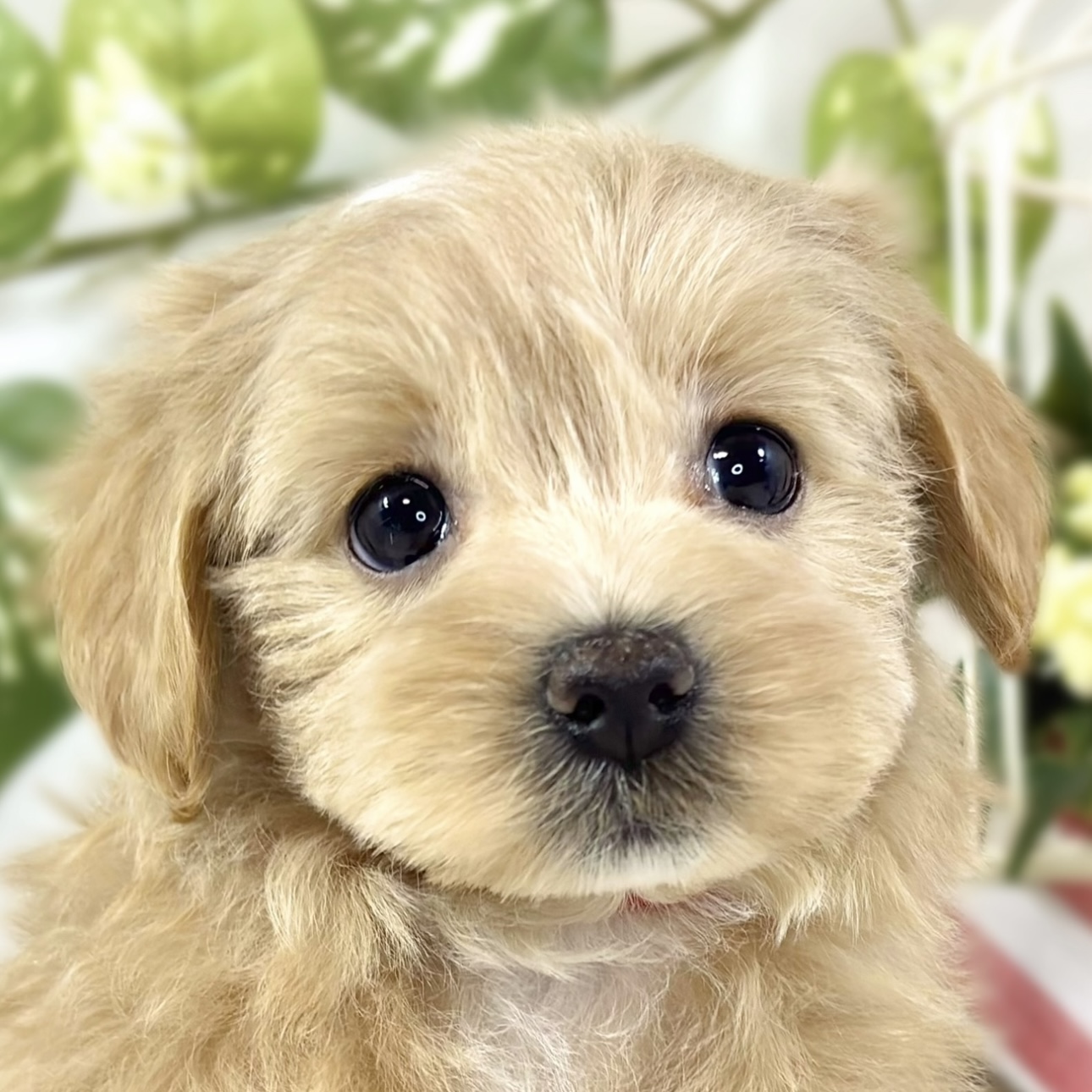 ハーフ犬女の子の写真