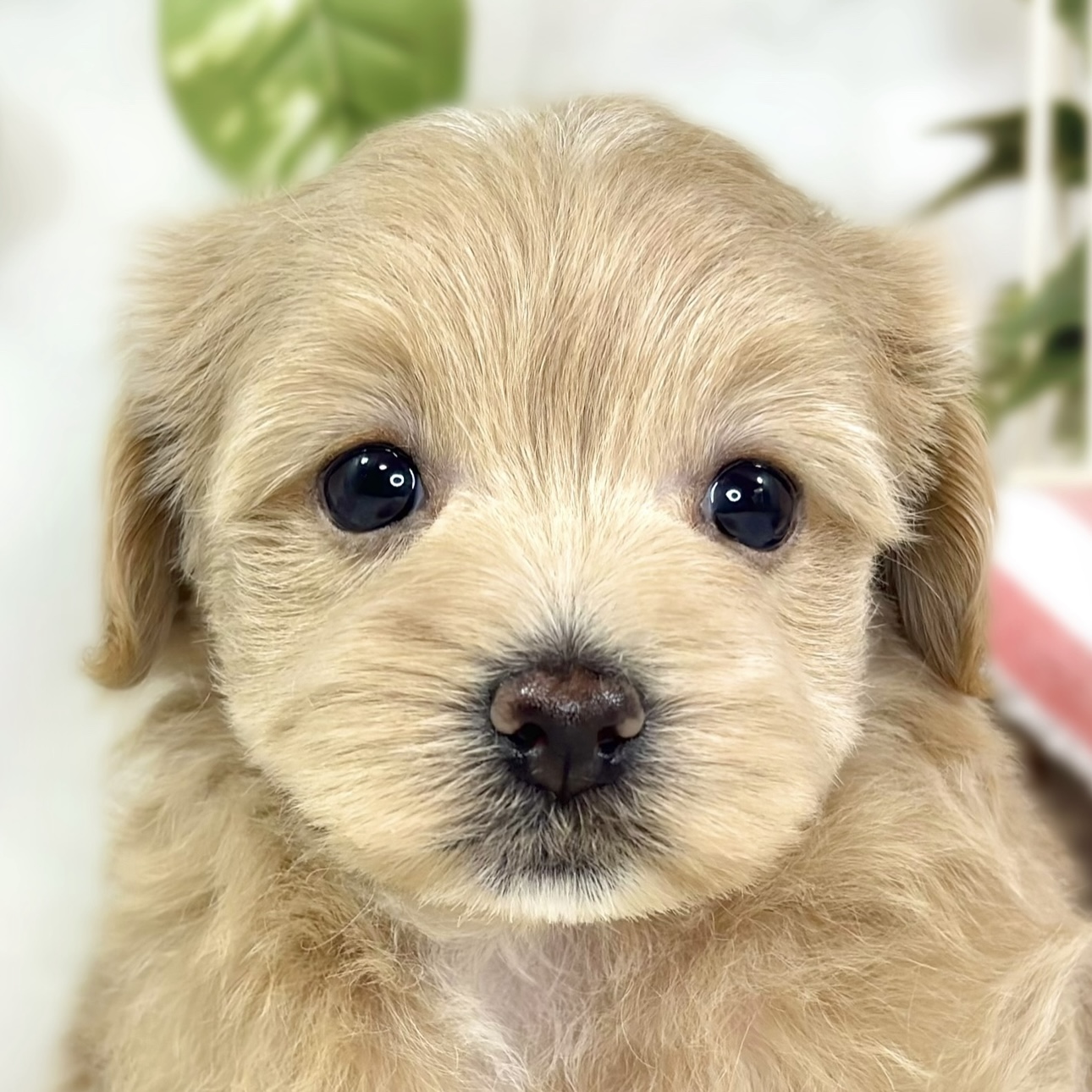 ハーフ犬女の子の写真