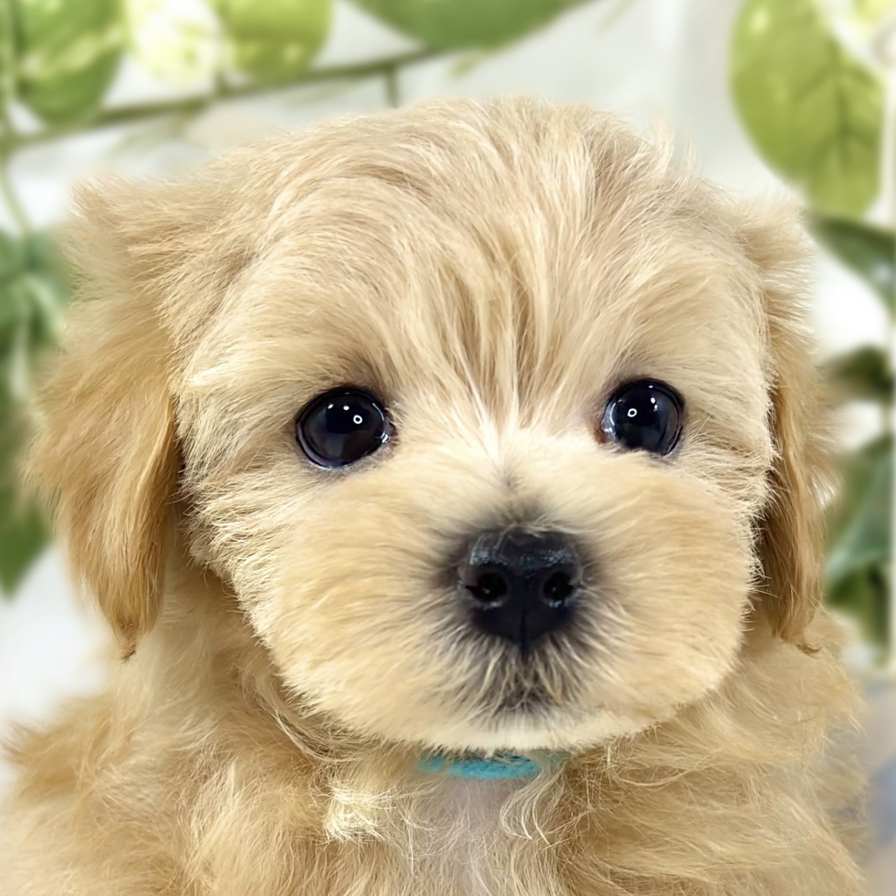 ハーフ犬女の子の写真