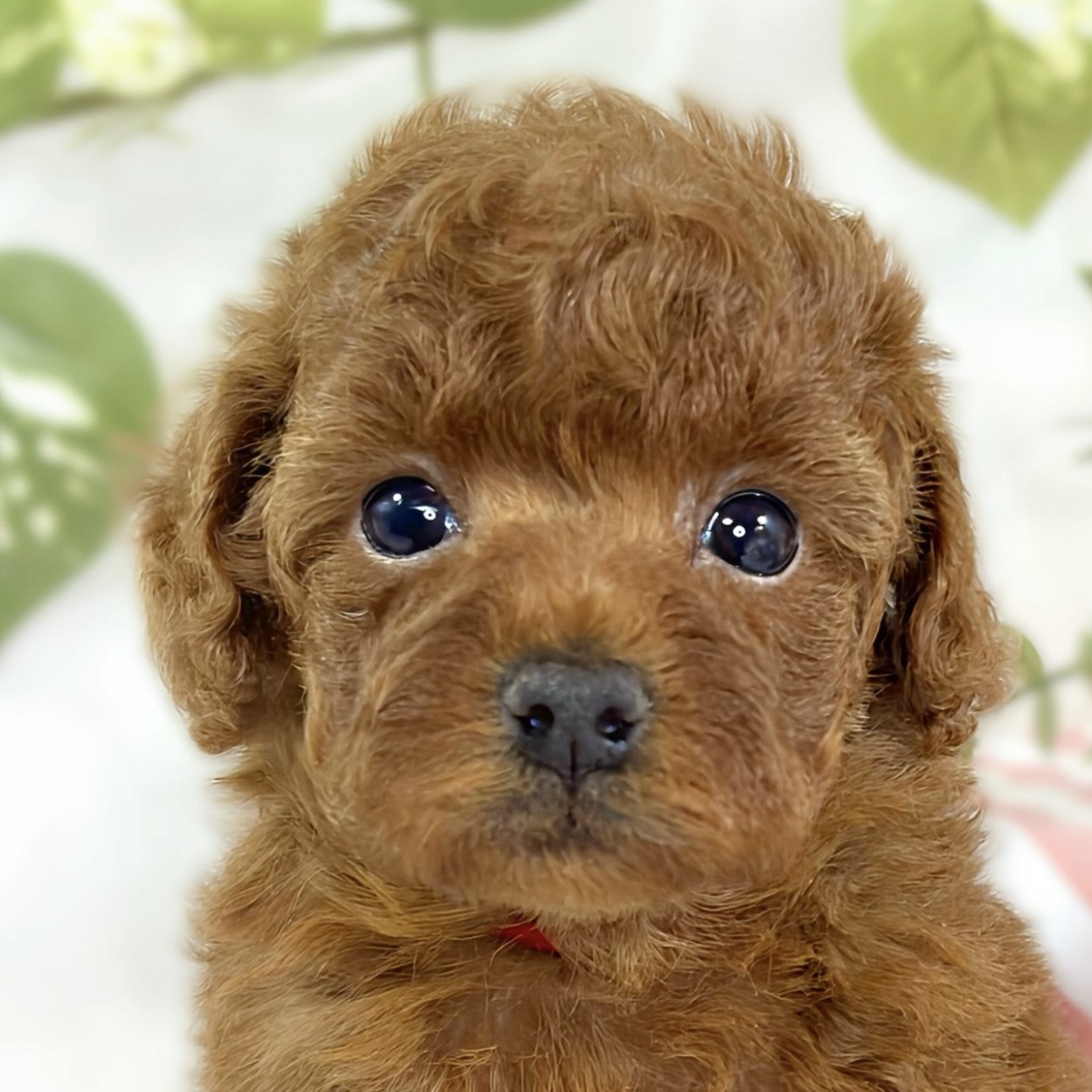 トイプードル女の子の写真