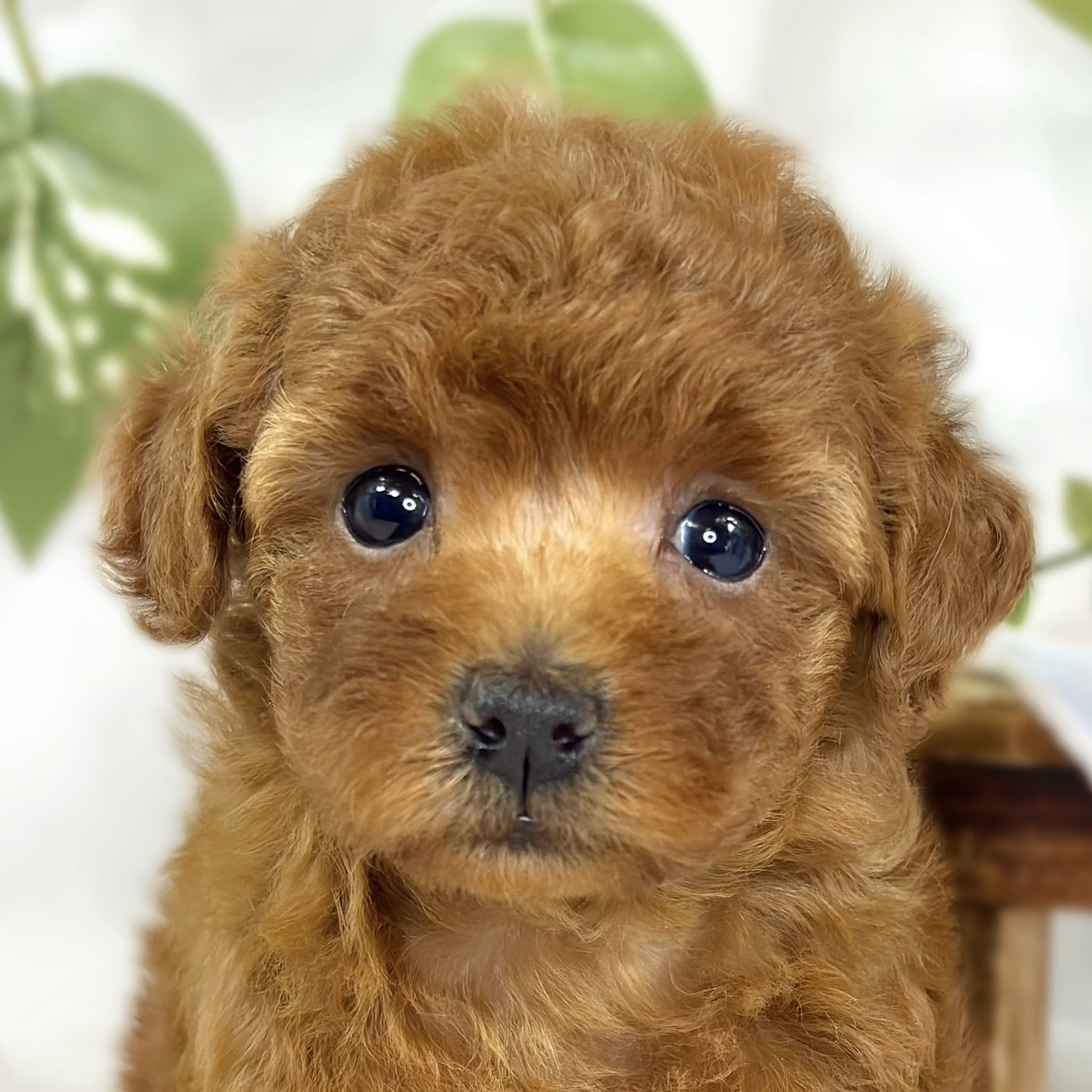 トイプードル女の子の写真