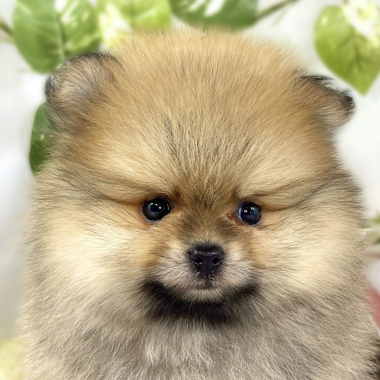 ポメラニアン男の子の写真