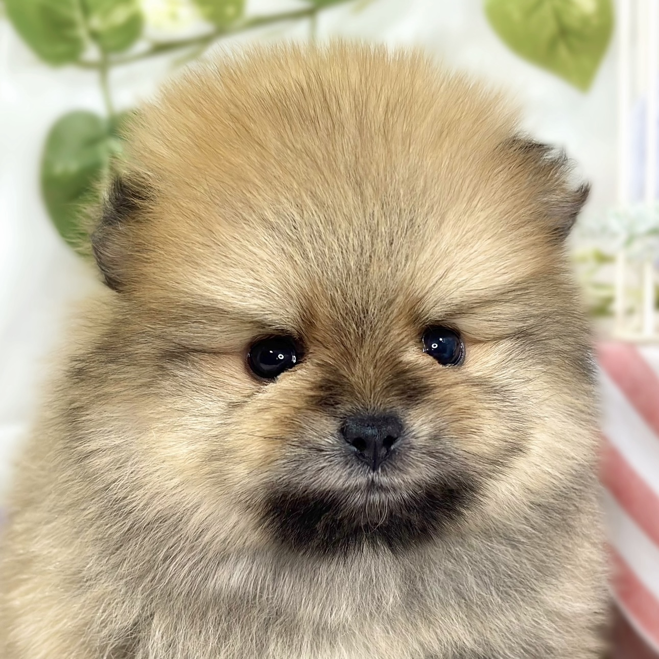 ポメラニアン男の子の写真