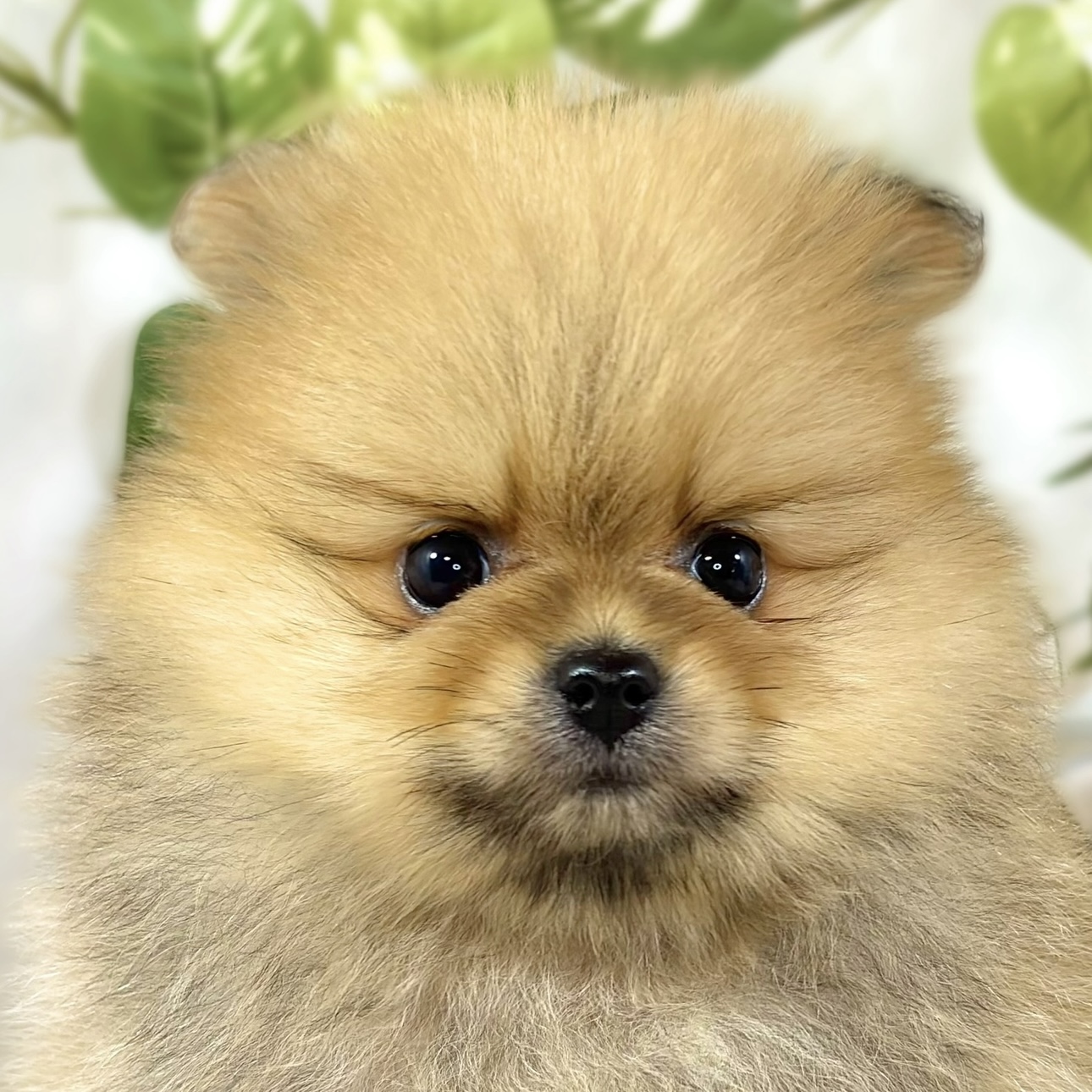 ポメラニアン女の子の写真