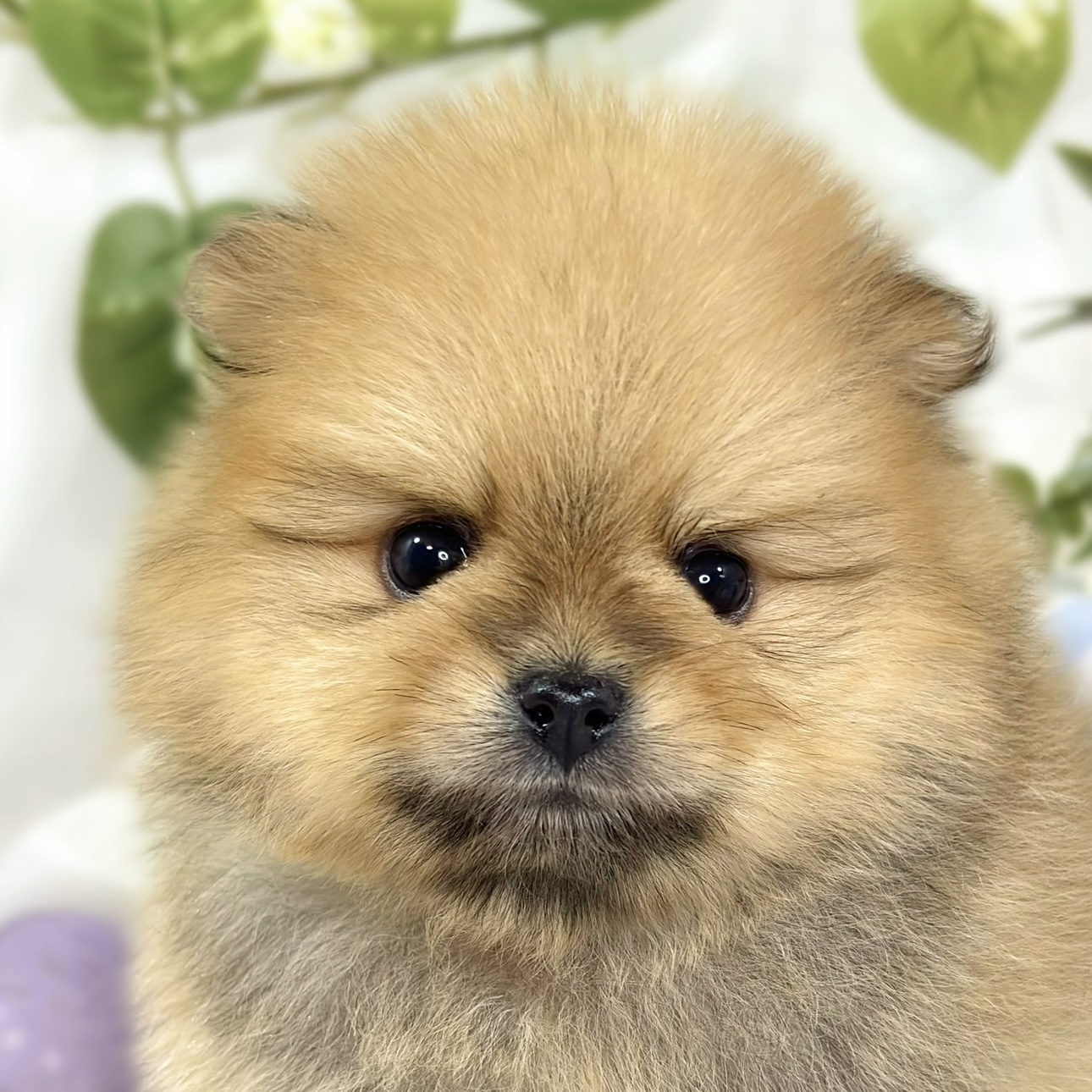 ポメラニアン女の子の写真