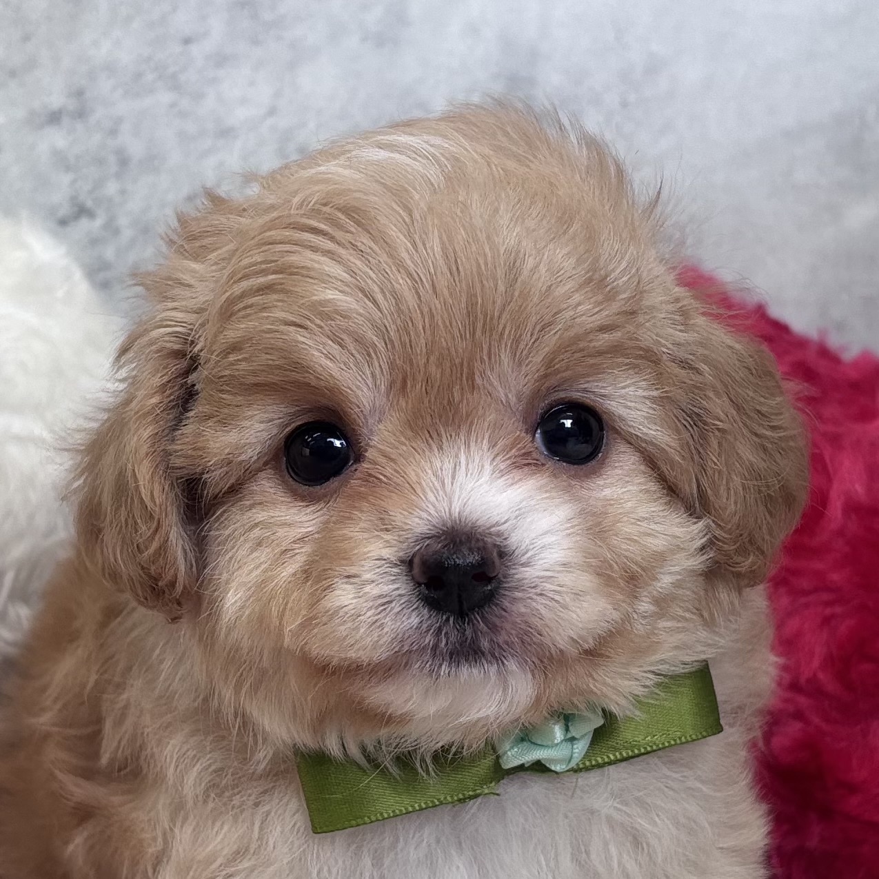 ハーフ犬女の子の写真