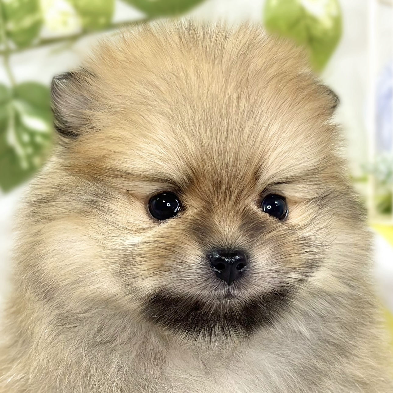 ポメラニアン男の子の写真