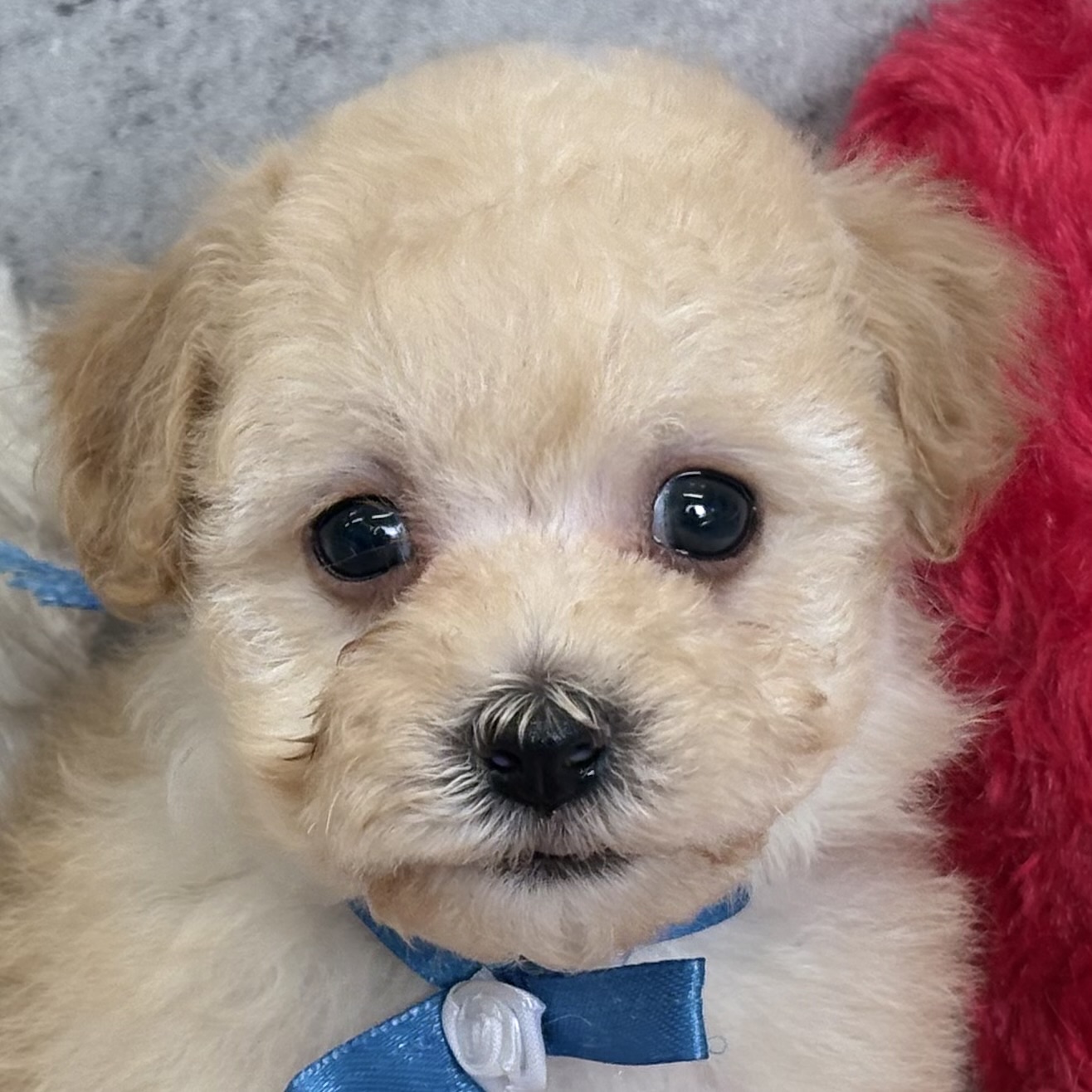 ハーフ犬女の子の写真