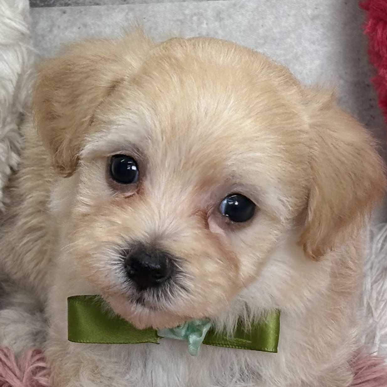 ハーフ犬女の子の写真