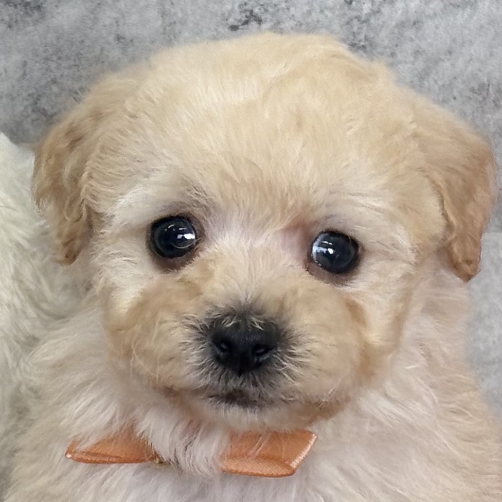 ハーフ犬男の子の写真