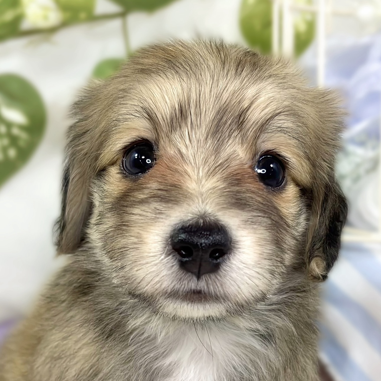 ハーフ犬男の子の写真