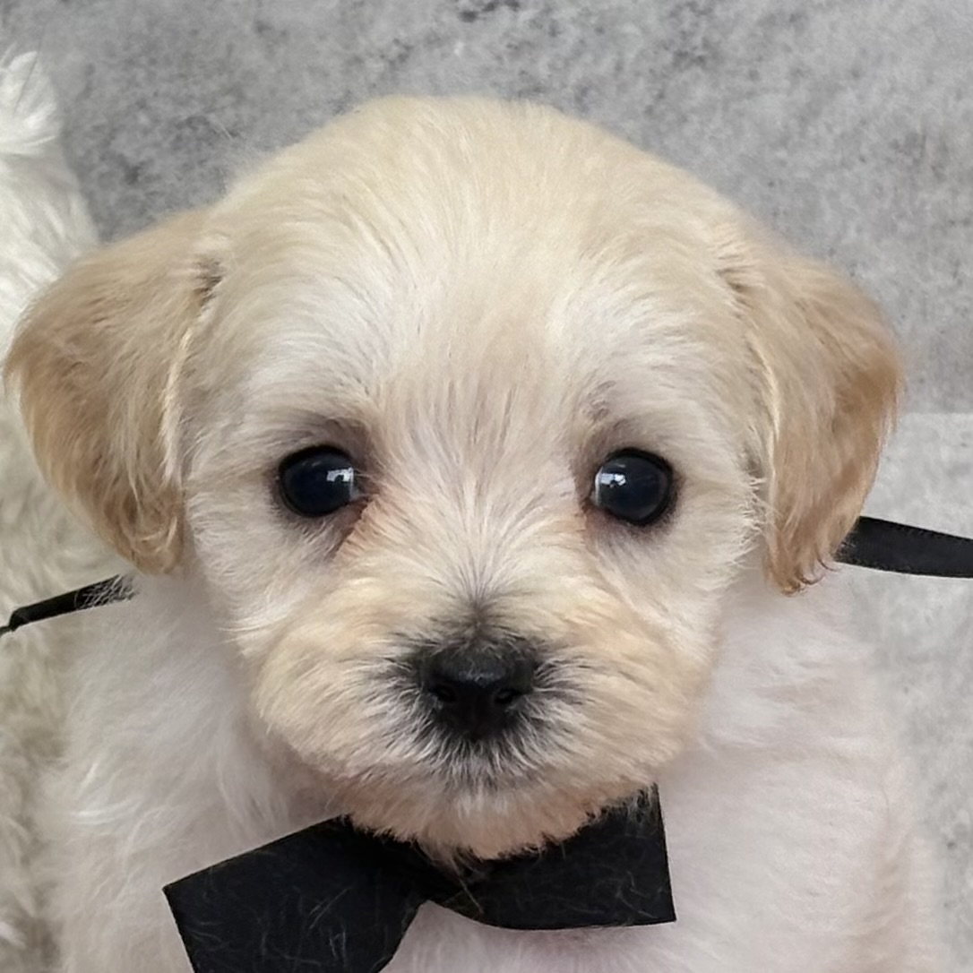 ハーフ犬男の子の写真