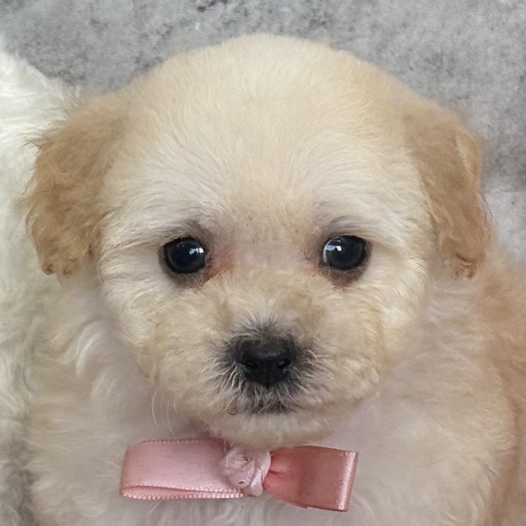 ハーフ犬男の子の写真