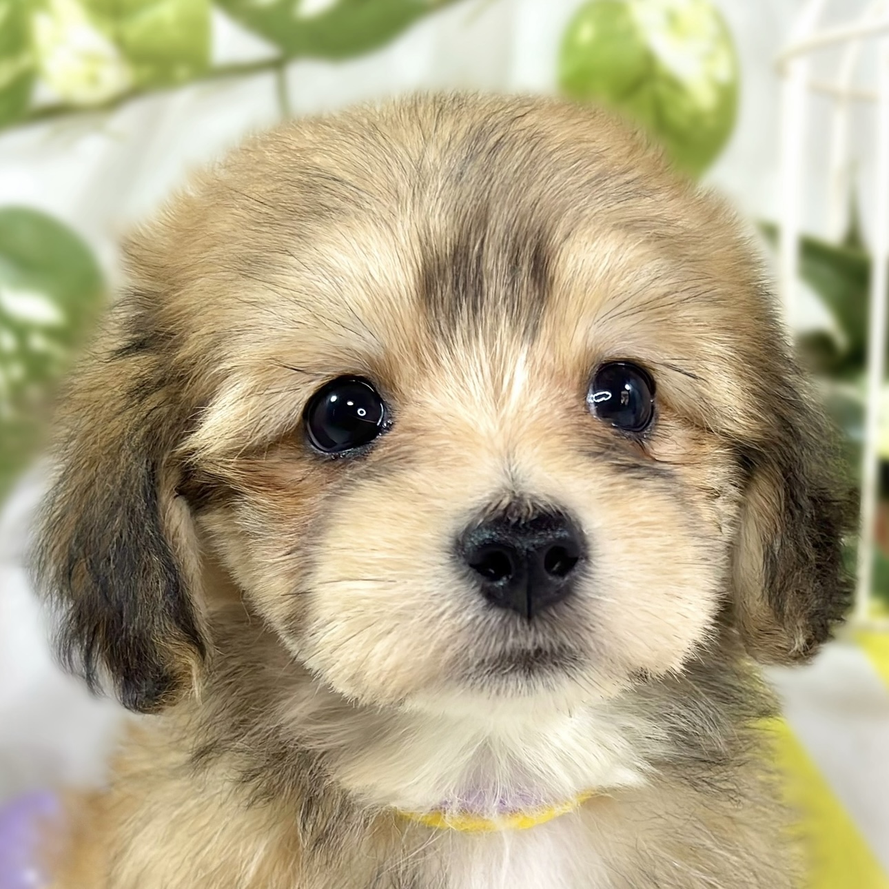 ハーフ犬女の子の写真