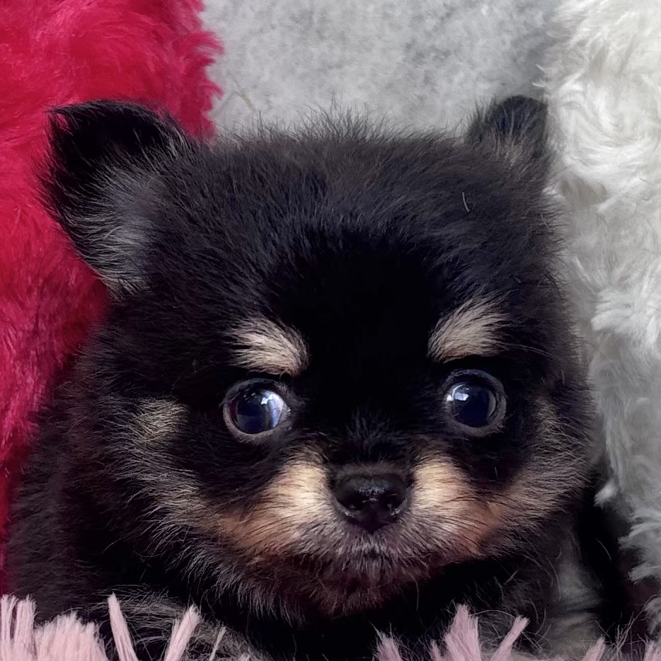 チワワ（ロング）男の子の写真