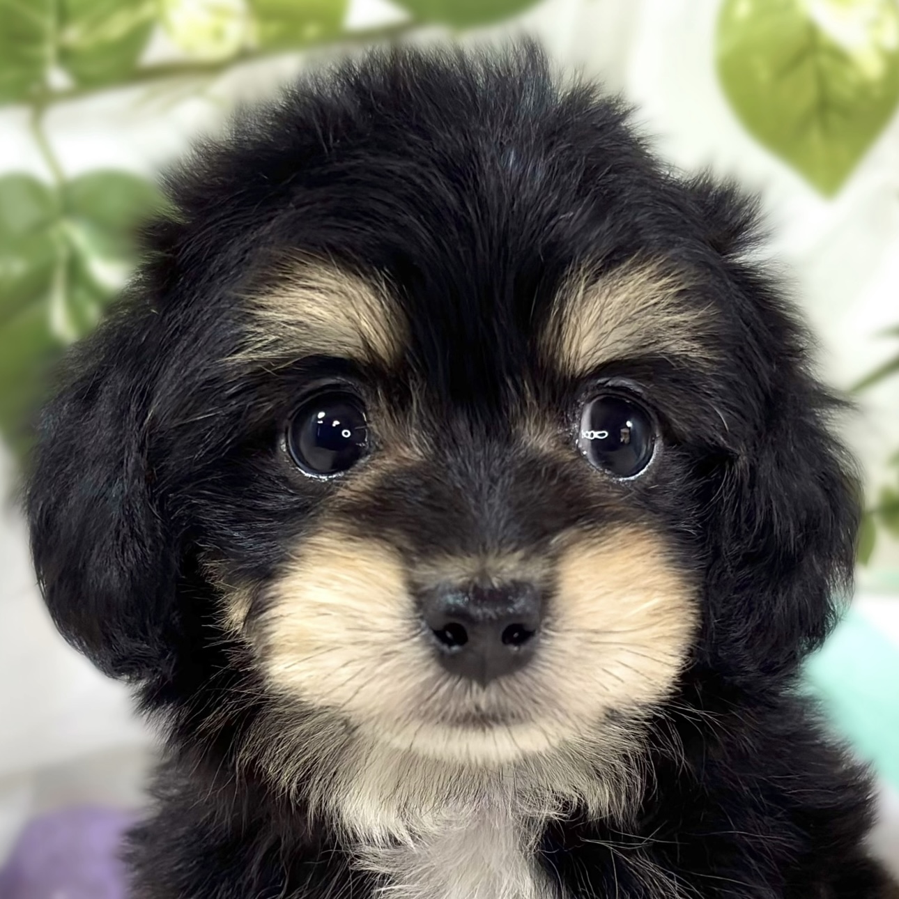 ハーフ犬女の子の写真