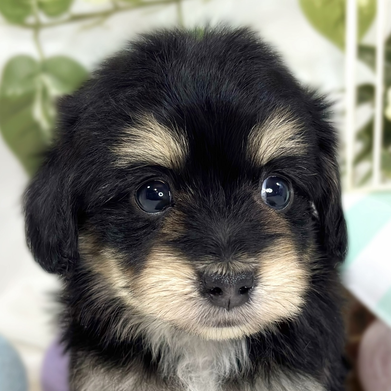 ハーフ犬女の子の写真