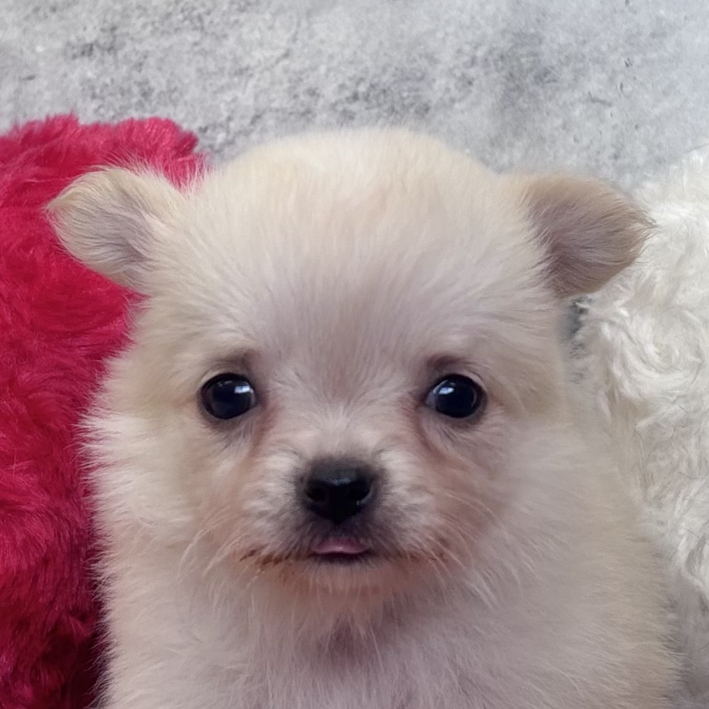 チワワ（ロング）女の子の写真