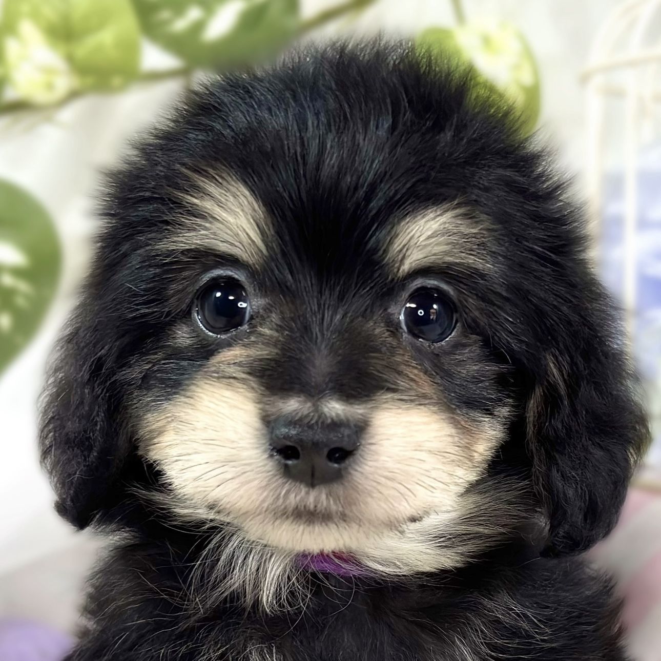 ハーフ犬男の子の写真