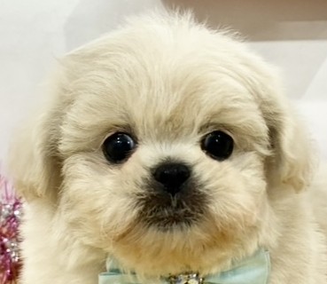 ハーフ犬男の子の写真