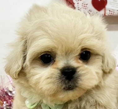 ハーフ犬男の子の写真