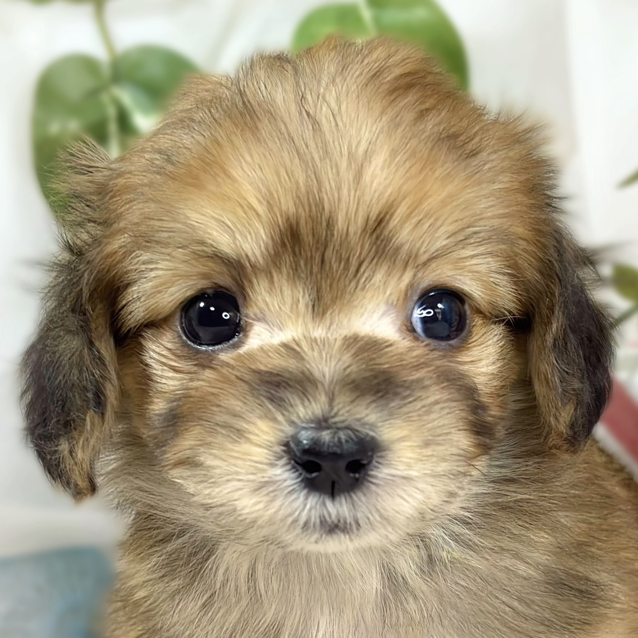 ハーフ犬女の子の写真