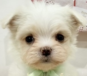 ハーフ犬男の子の写真