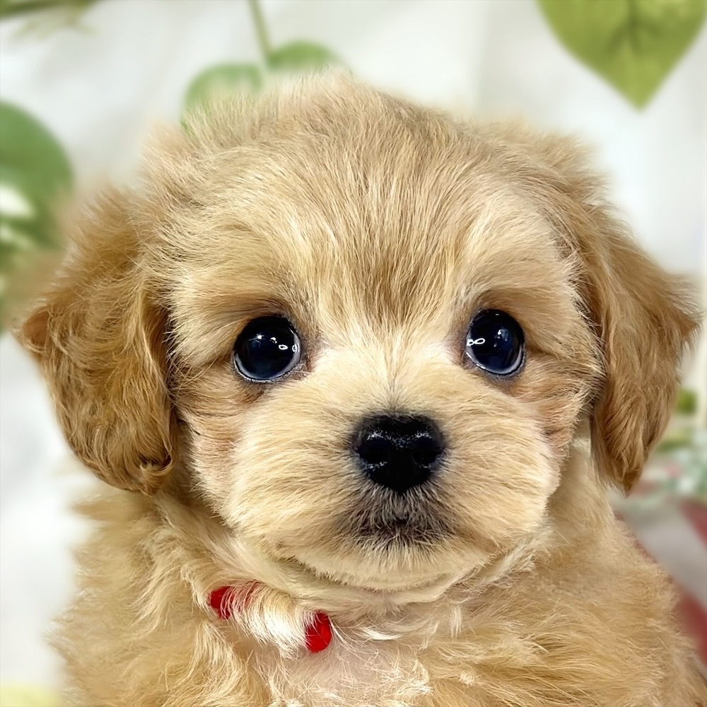 ハーフ犬男の子の写真