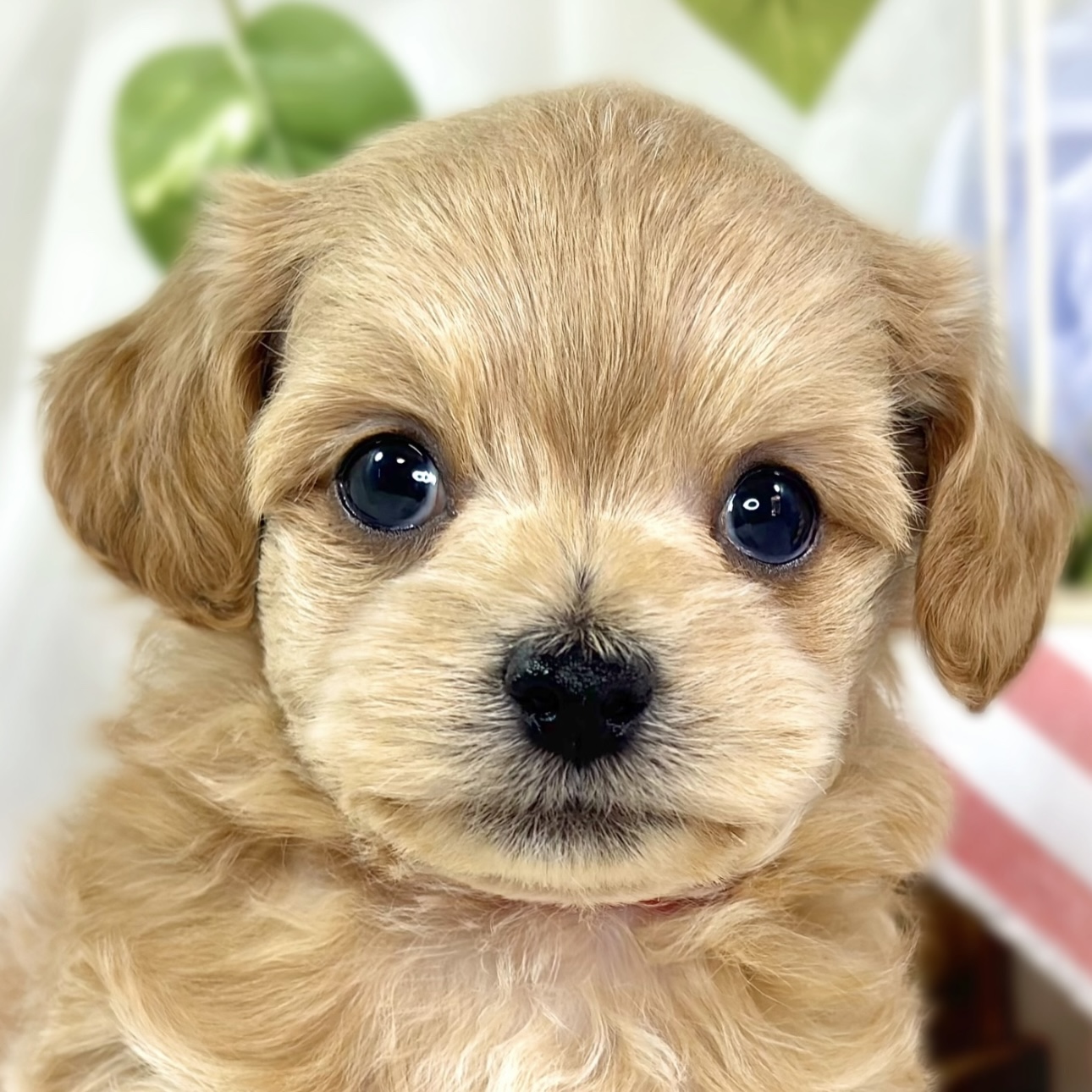 ハーフ犬男の子の写真