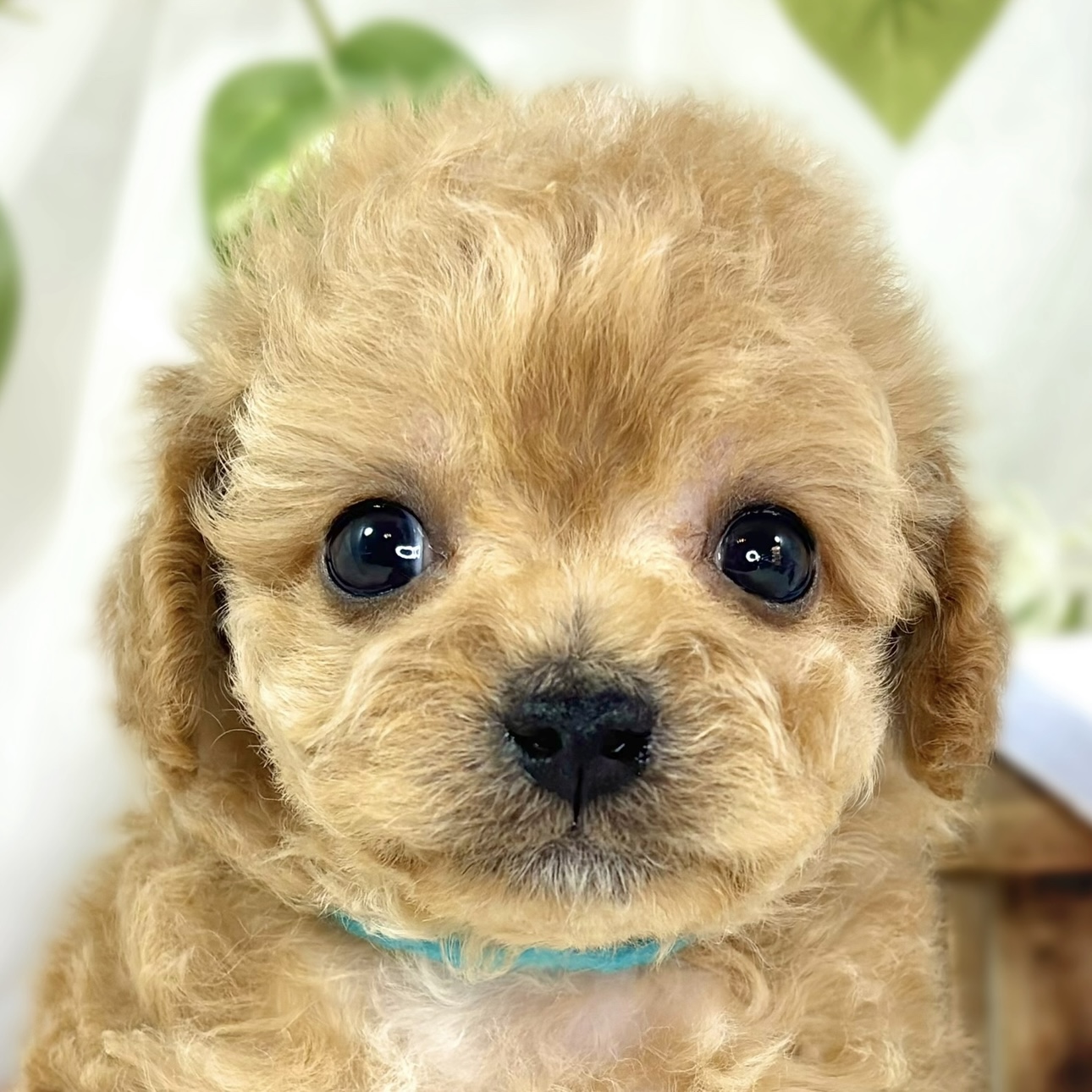 ハーフ犬男の子の写真