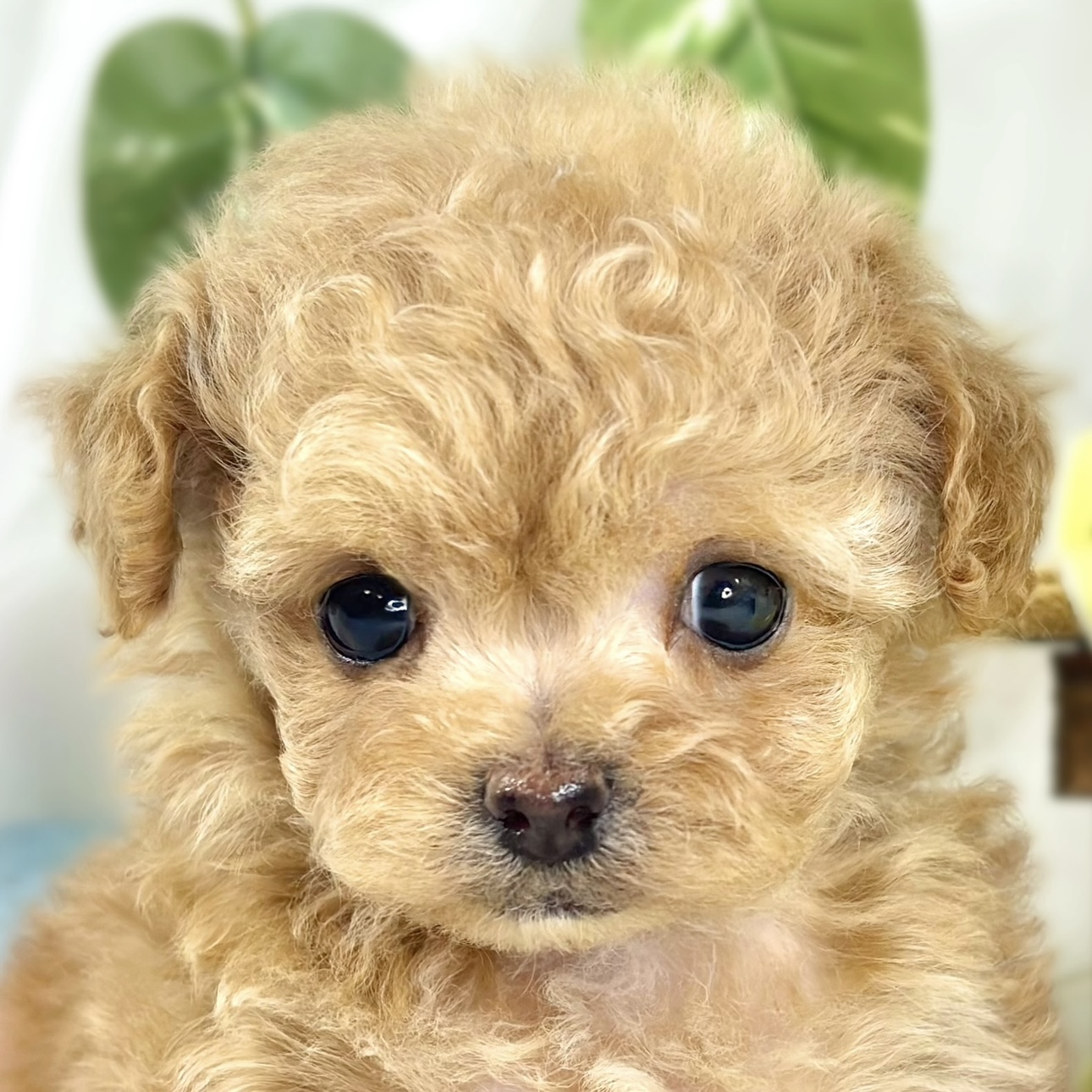 ハーフ犬女の子の写真