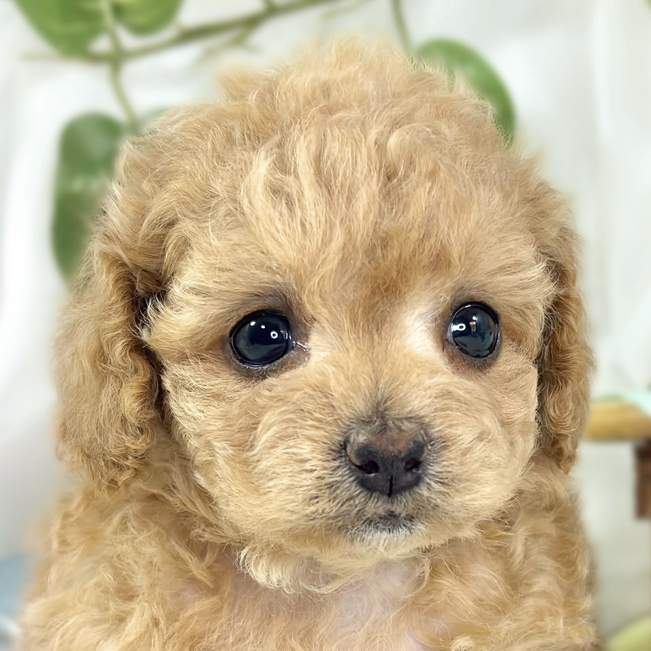 ハーフ犬女の子の写真