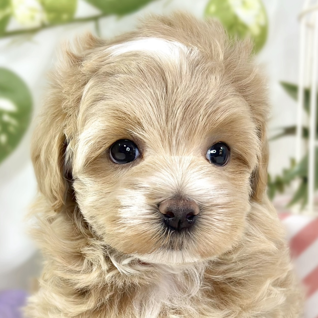 ハーフ犬女の子の写真