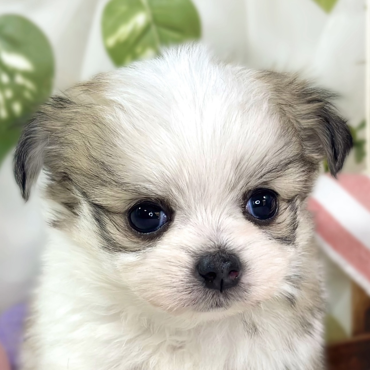 ハーフ犬女の子の写真