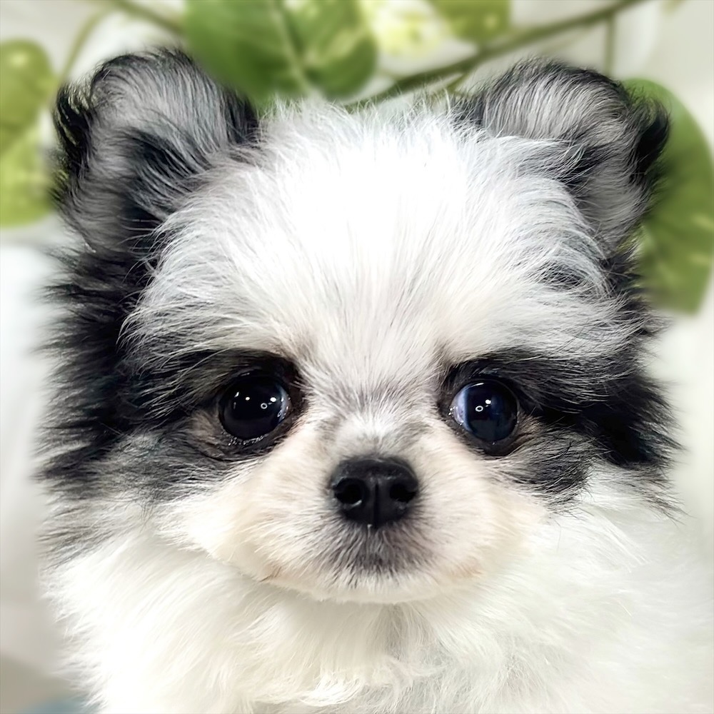 ハーフ犬女の子の写真