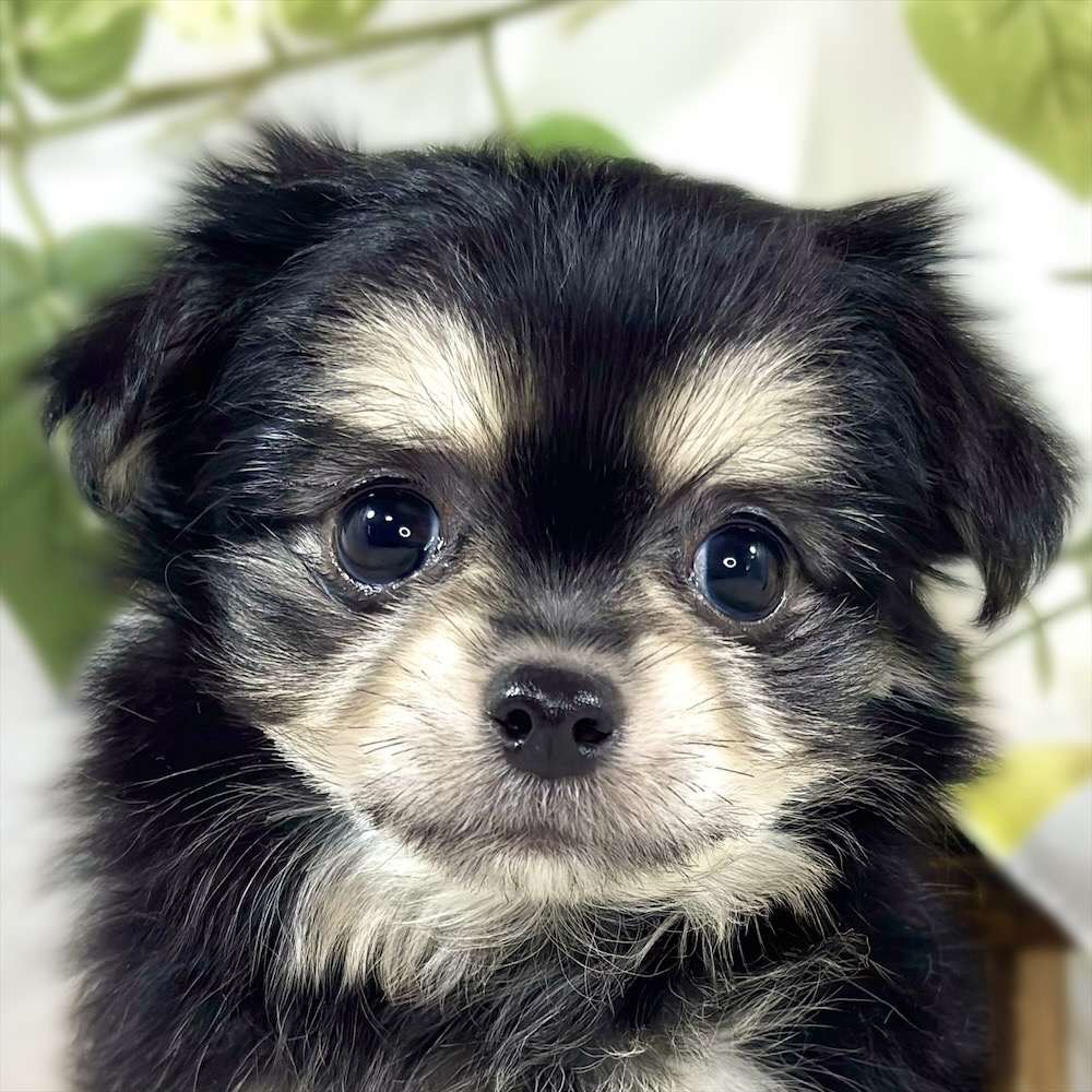 ハーフ犬女の子の写真