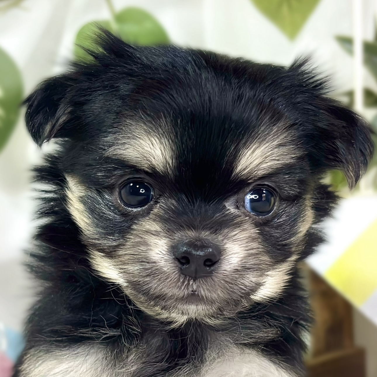 ハーフ犬女の子の写真