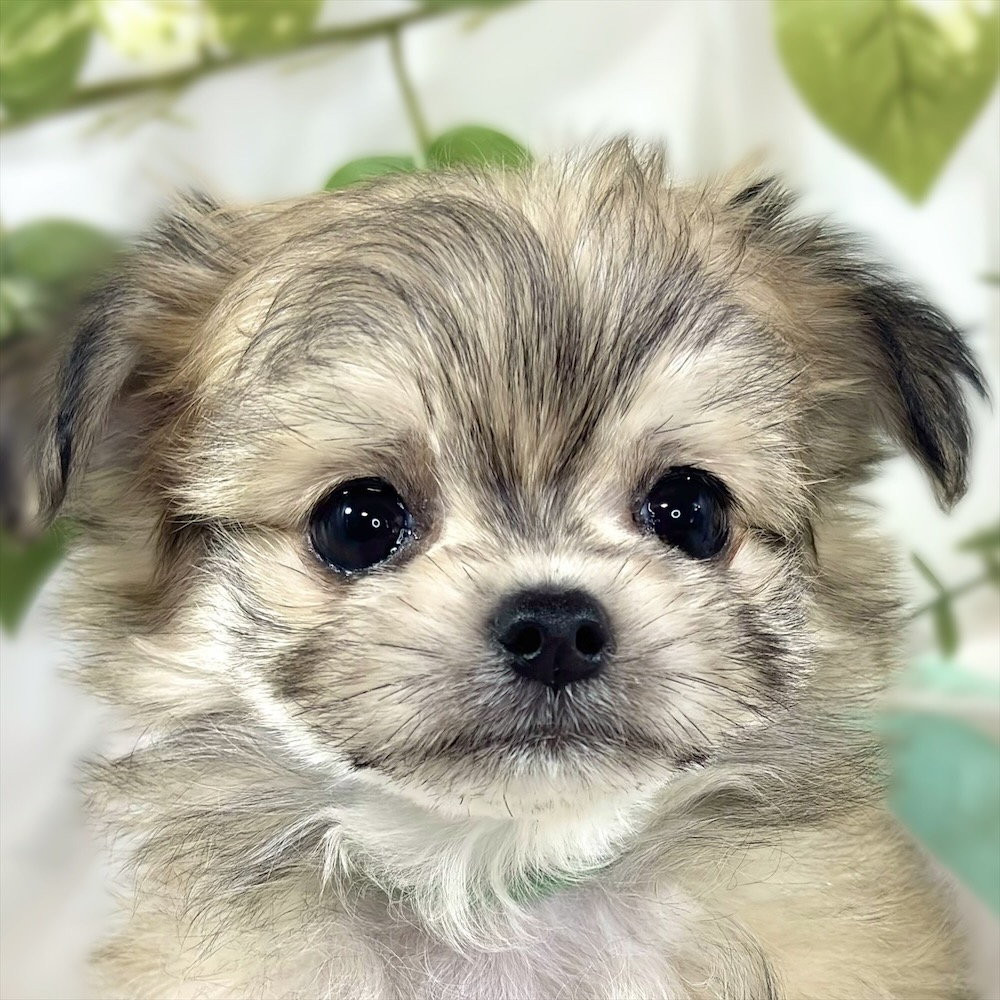 ハーフ犬女の子の写真