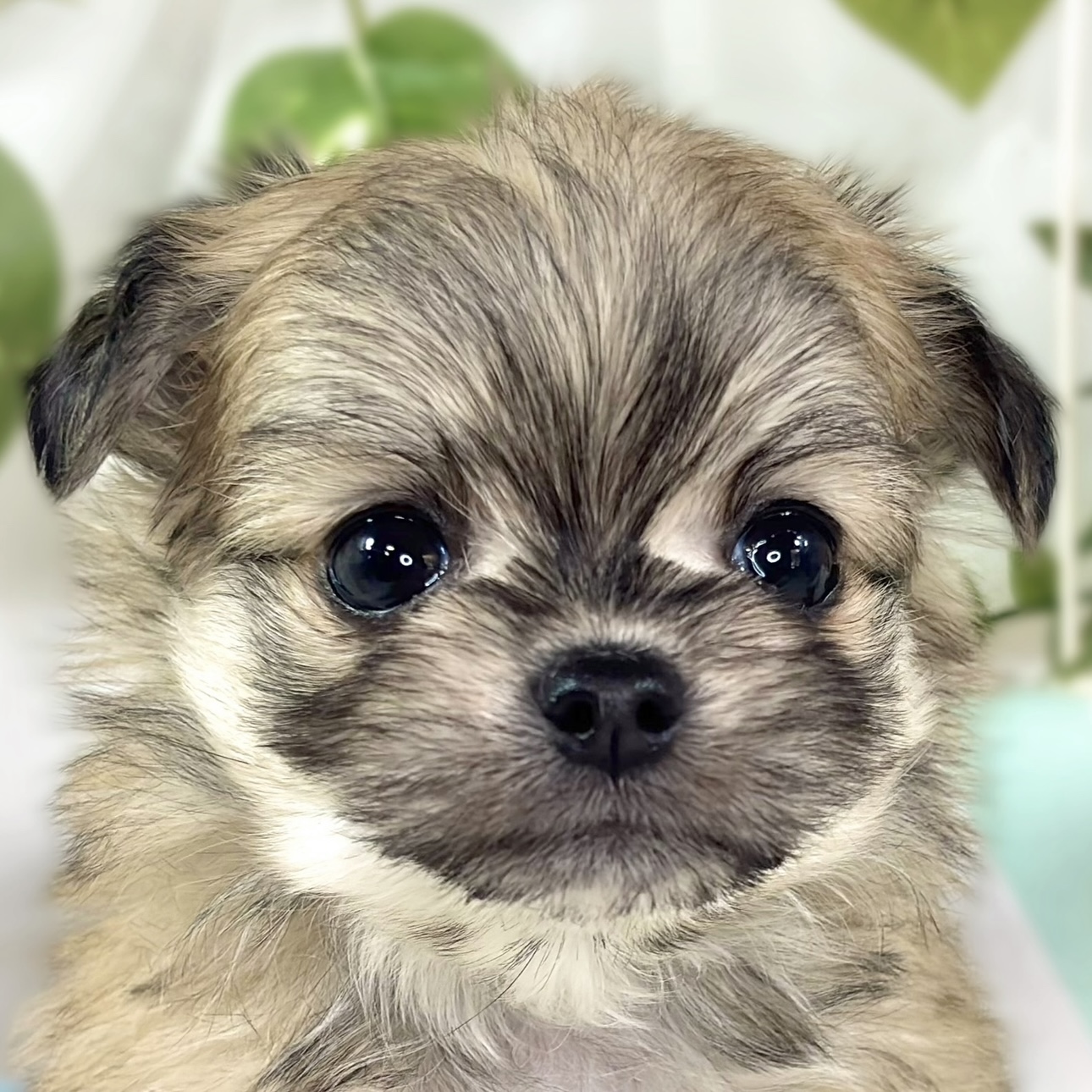 ハーフ犬女の子の写真