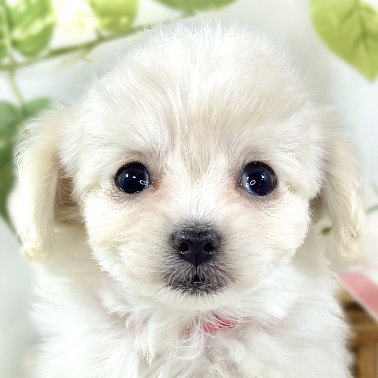 ハーフ犬女の子の写真