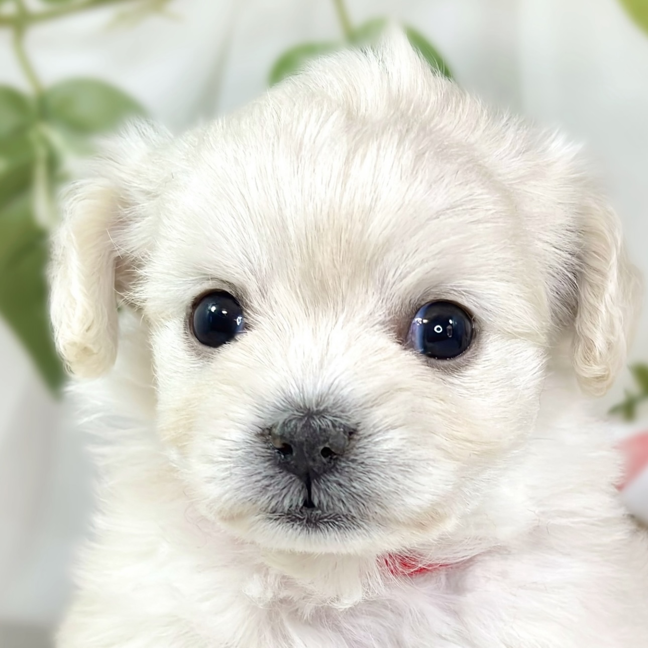 ハーフ犬女の子の写真