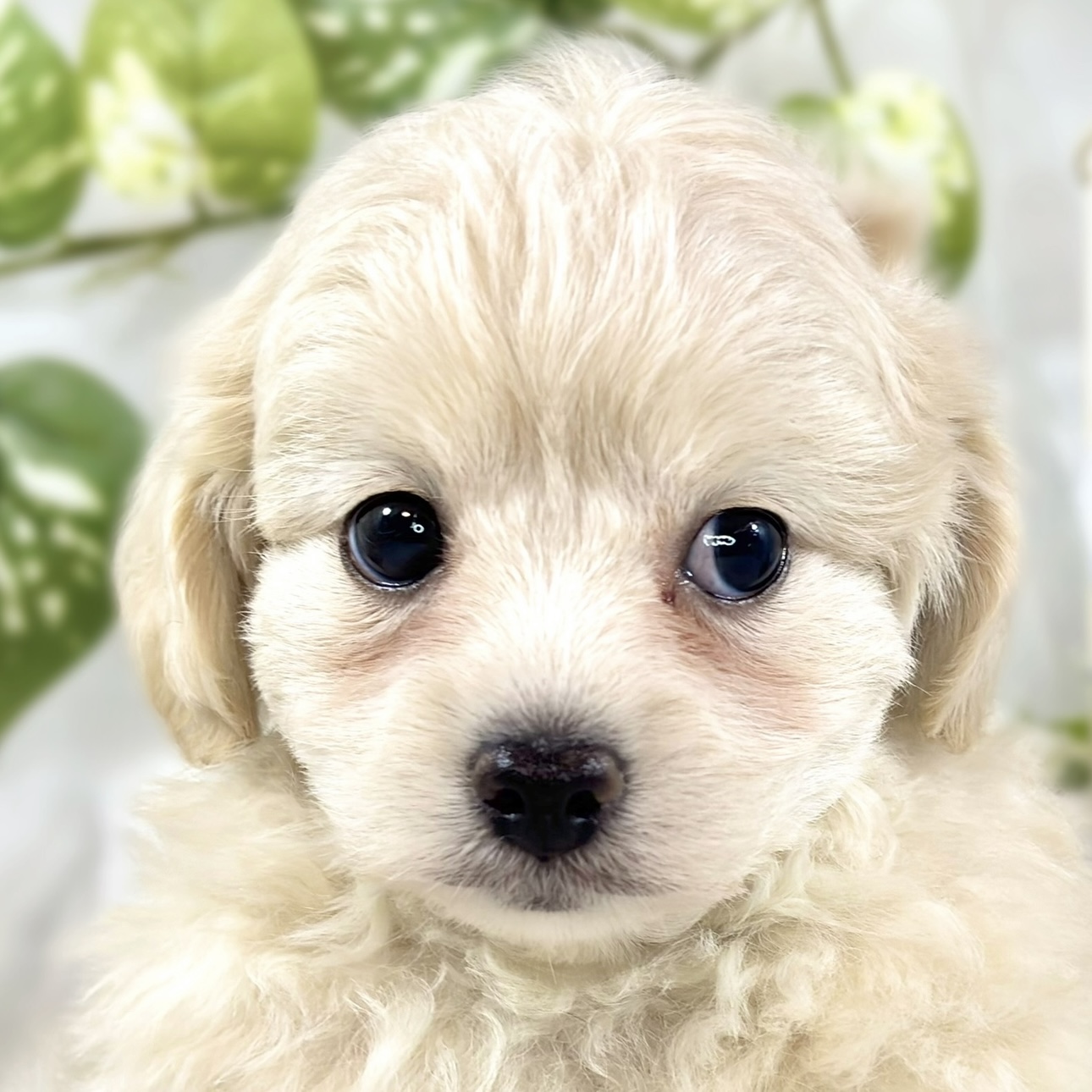 ハーフ犬男の子の写真