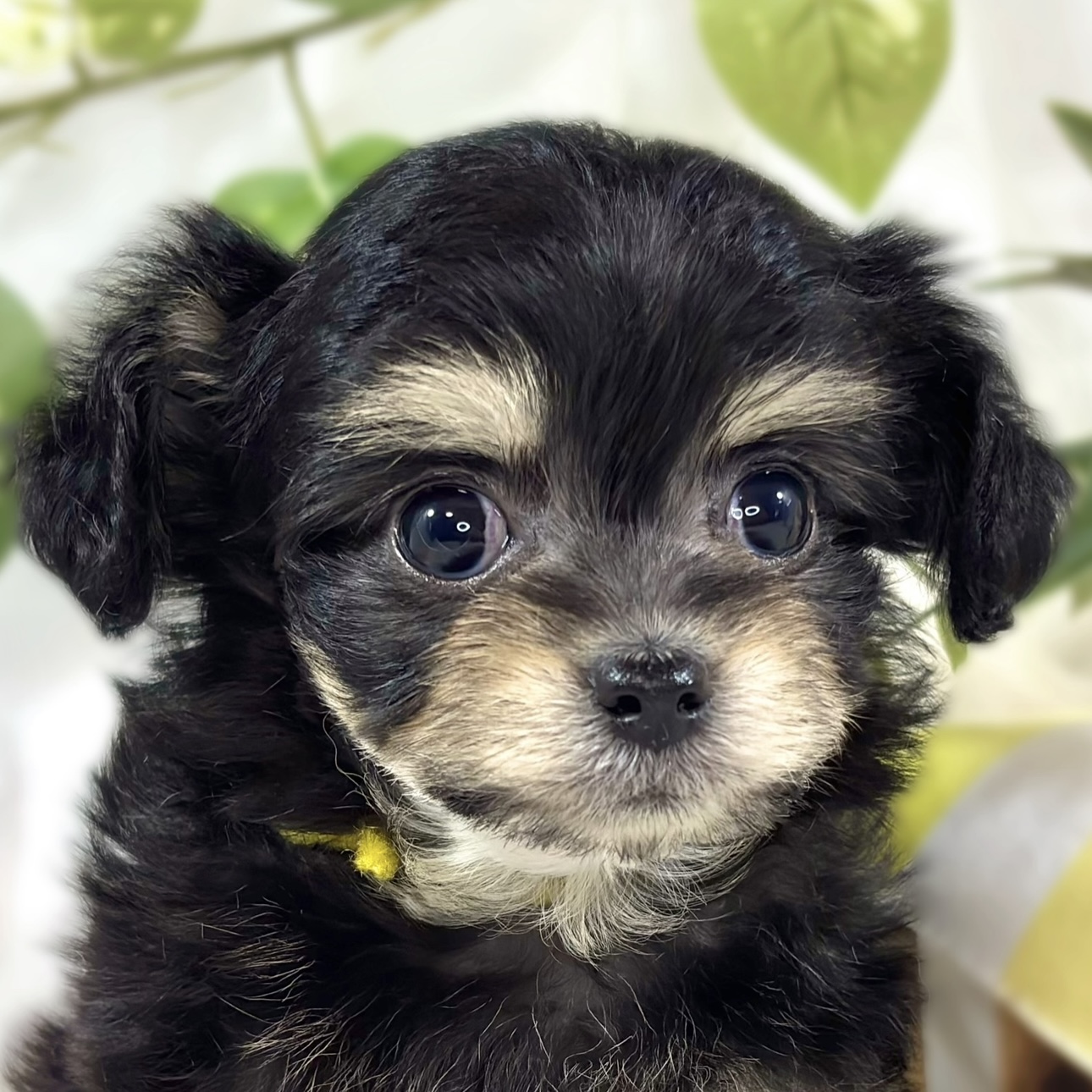 ハーフ犬女の子の写真