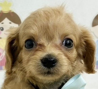 ハーフ犬女の子の写真