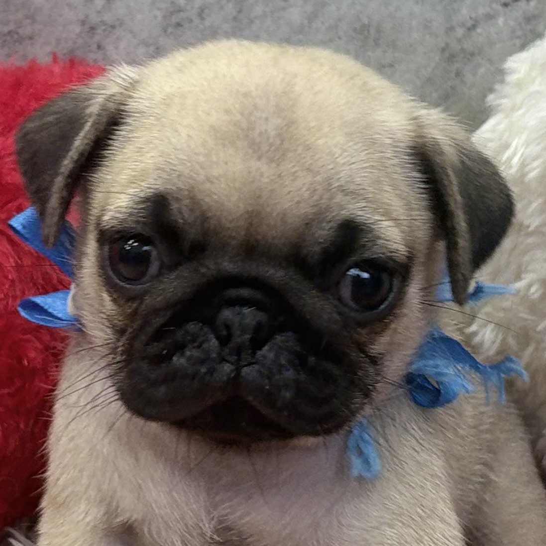 パグ男の子の写真