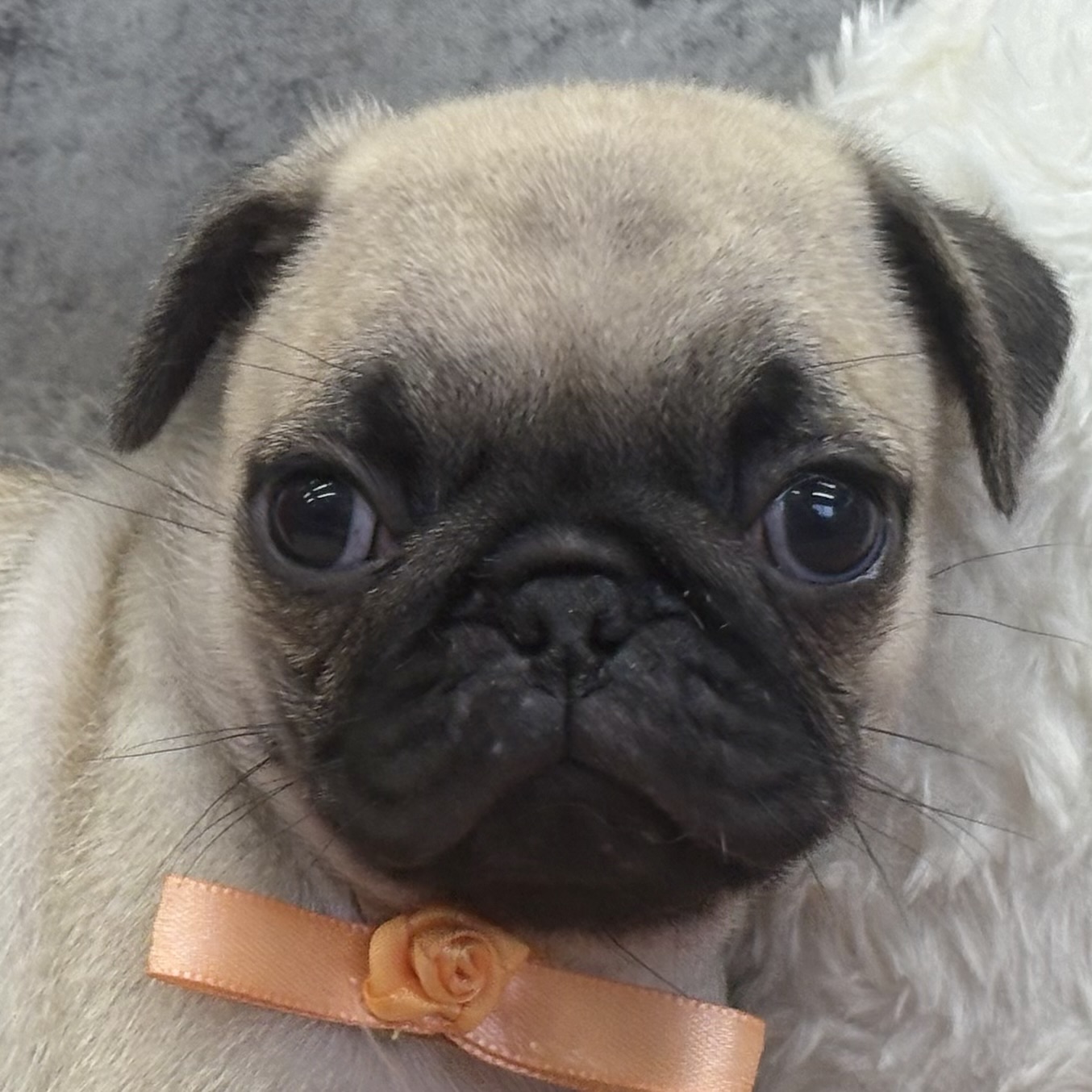 パグ男の子の写真